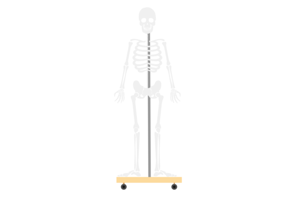 Human Skeleton Graphics for School Crafts and Educational Design